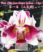 Phal. Little Gem Stripes (peloric - 3 lips)