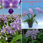 Phal. Summer Rose &#039;Blue Star&#039;