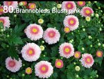 80 Brannobless blush pink