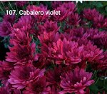 106 Cabalero violet