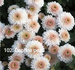 102 Daphne pearl