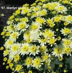 97 Marilyn white