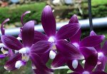 P.speciosa red x speciosa blue