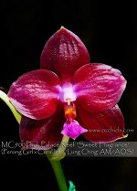 Phal. Palace Reef &#039;Sweet Fragrance&#039;