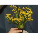 Onc.Twinkle&#039;&#039;Chian-Tzy Golden&#039;&#039;