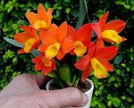 Pot.Chian-Tzy Goldenorange ‘Golden Boy’.