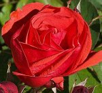 Роза Модэн Файерглоу (Шраб) 2 разбор 1шт (Сиб сад)