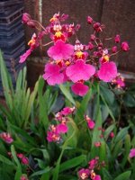 Onc.Red mini&#039;&#039;CT Little Cherry&#039;&#039;