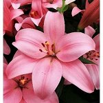 Лилия Силт азиатская