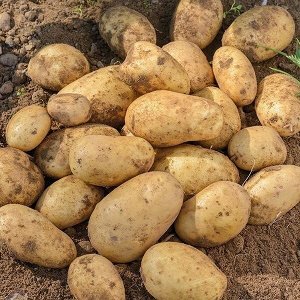 Семенной картофель КРАСА МЕЩЕРЫ, среднеранний / элита