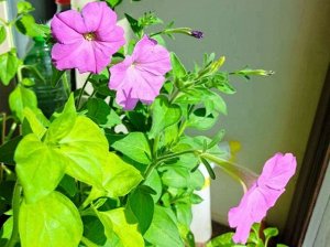 Семена цветов Петуния "Балконная смесь", О, 0,05 г