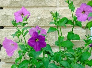 Семена цветов Петуния "Балконная смесь", О, 0,05 г