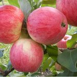 ✔ Яблоки из Иссык-Куля 2 Урожай 2019. Настоящие, ароматные