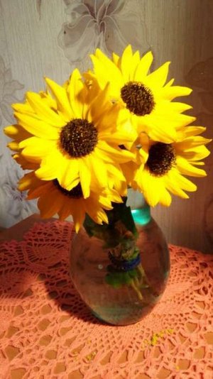 Семена Цветов Подсолнечник декоративный "Стелла", 0,1 г