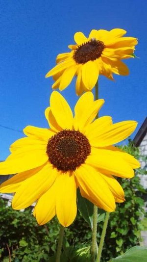 Семена Цветов Подсолнечник декоративный "Стелла", 0,1 г