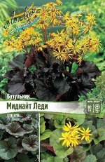Бузульник миднайт леди