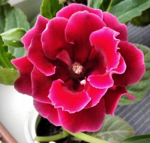 Семена цветов Глоксиния "Mахровая смесь", F1, 5 шт., комнатное растение