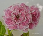 Глоксиния