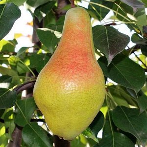 Груша - Яковлевская