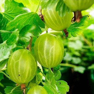 Крыжовник - Уральский изумруд
