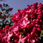 Сирень обыкновенная - Красная Москва