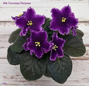 Фиалка Nik-Госпожа Петуния