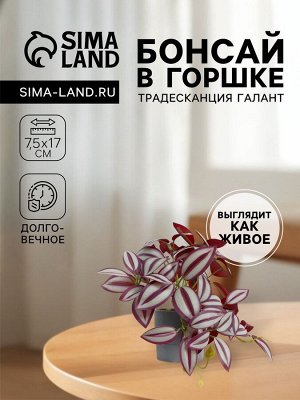 Бонсай в горшке «Традесканция галант», 7.5*17 см