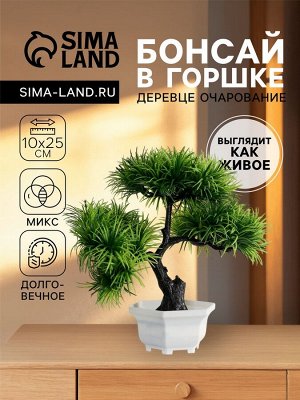 Бонсай в горшке «Цитронелла», 12*25 см