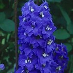 Дельфиниум гибридный Бенарис Пацифик Блю Джей (синий/черный центр)