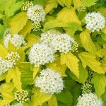 Пузыреплодник калинолистный &quot;Luteus&quot; (&quot;Лютеус&quot;)