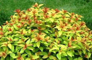 Спирея японская "Green&Gold" ("Грин энд голд")