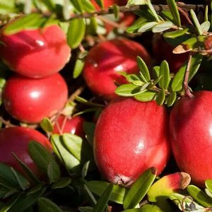 Клюква крупноплодная Стивенс