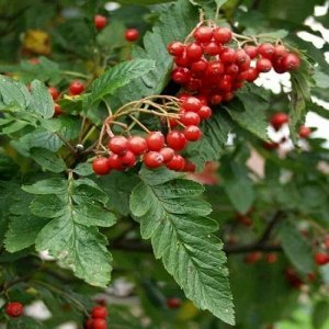Рябина тюрингская "Fastigiata" ("Фастигиата")