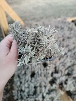 Лаванда узколистная Блю Спир