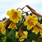Лилия Golden Splendour