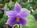 P. Samera blue x sib