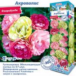 Роза Акрополис (Флорибунда) 1шт (Сиб сад)