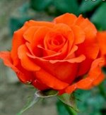 Саженцы розы Анжелика