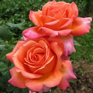 Роза чайно-гибридная Рене Госинни