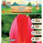 Тюльпан Парад, луковица в пакете с перфорацией, р-р 12/+, 5 шт.