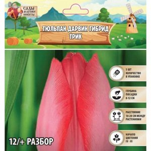 Тюльпан Дарвин гибрид Трик, луковица в пакете с перфорацией, р-р 12+, 5 шт.