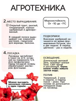Амариллис Samba, многолетник, луковица, р-р 22/24, 1 шт.