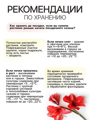 Амариллис Samba, многолетник, луковица, р-р 22/24, 1 шт.