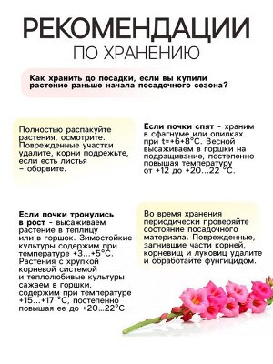 Гладиолус Низкорослый "Смесь сортов", р-р 10+, 7 шт,