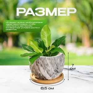 Горшок керамика, 0.2 л, 8.5х8.5х7 см, для кактусов и суккулентов, Мини, Y4-5358