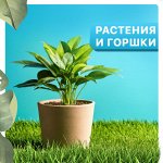Цветы, растения и горшки