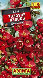 Айва японская Золотое яблоко