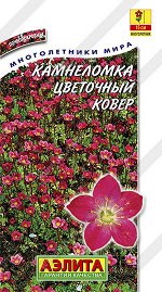 Камнеломка Цветочный ковер