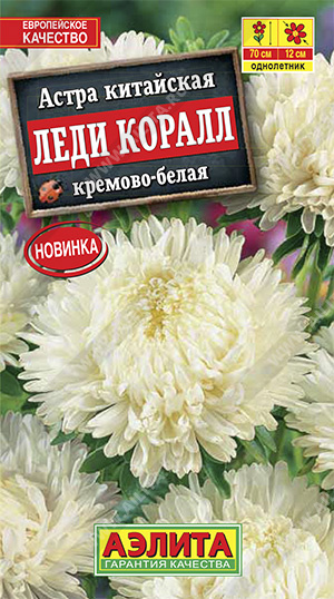Астра Леди Коралл кремово-белая