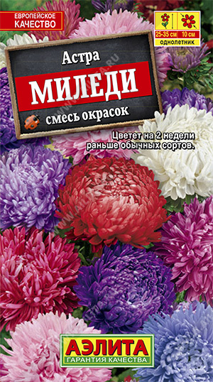 Астра Миледи, смесь окрасок